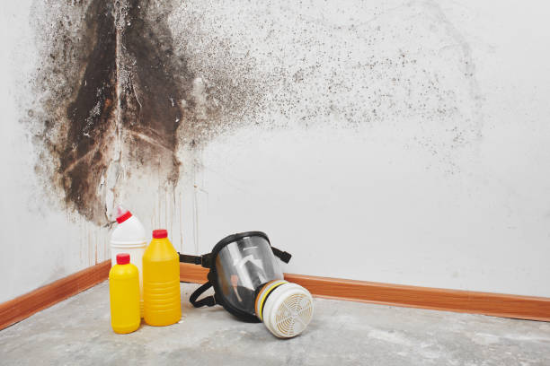 Best Commercial Mold Remediation in Ridgeway, VA