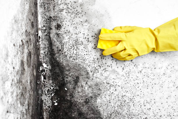 Best Crawl Space Mold Remediation in Ridgeway, VA