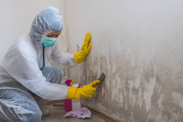 Best Mold Remediation for Specific Building Types in Ridgeway, VA