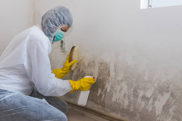 Best Preventive Mold Services in Ridgeway, VA