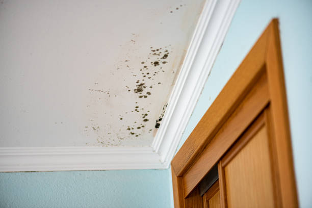 Best Post-Remediation Services in Ridgeway, VA