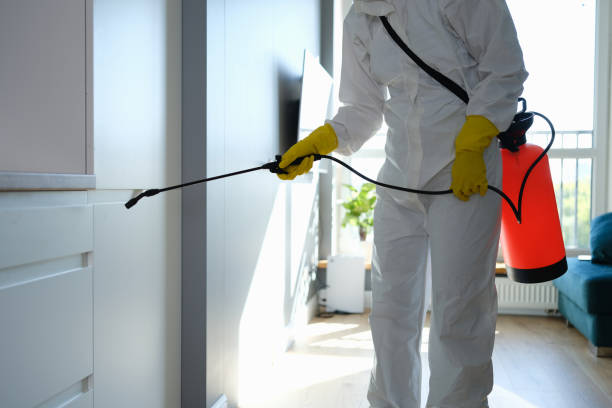 Best Insurance-Related Mold Remediation in Ridgeway, VA