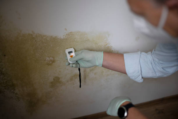 Best White Mold Remediation in Ridgeway, VA