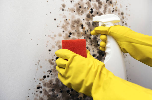 Best Kitchen Mold Remediation in Ridgeway, VA