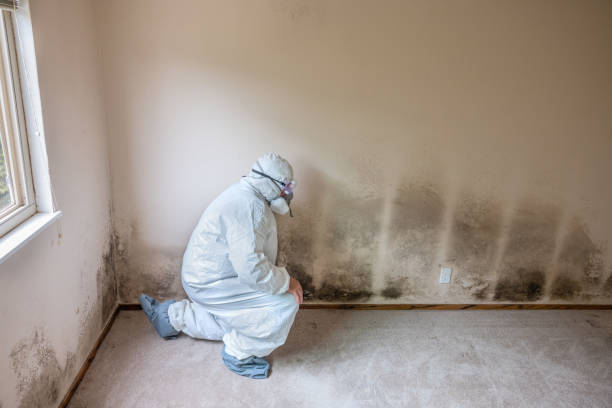 Best Mold Testing and Inspection Services in Ridgeway, VA