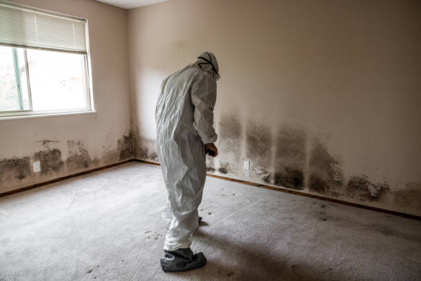 Best Residential Mold Remediation in Ridgeway, VA