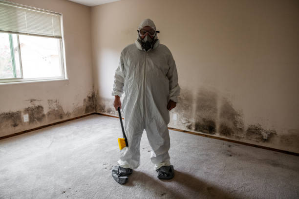 Best Commercial Mold Remediation in Ridgeway, VA