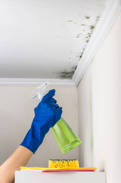 Best Mold Remediation for Schools in Ridgeway, VA
