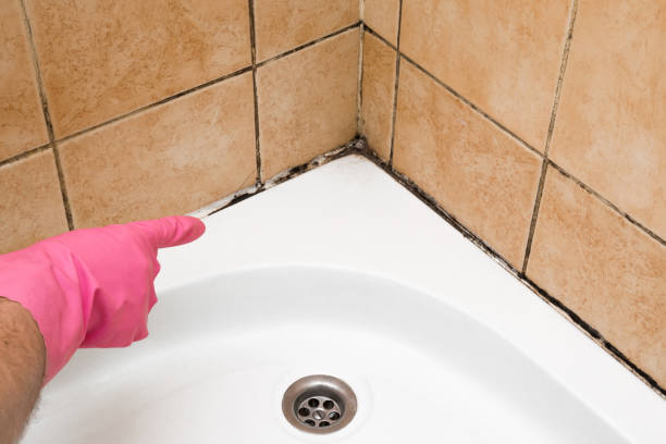 Best Health and Safety Mold Remediation in Ridgeway, VA